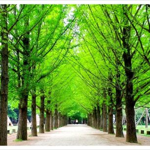 Nami Island